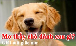 Liệu mơ thấy chó có sang như lời đồn đại?