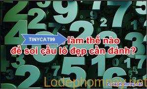 tinycat99 lam the nao soi cau lo dep